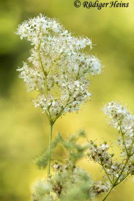 Filipendula ulmaria (Echtes Mädesüß)