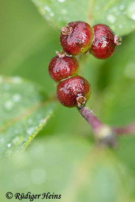 Rote Heckenkirsche (Lonicera xylosteum) Beere, 21.6.2023 - Makroobjektiv 100mm f/2.8