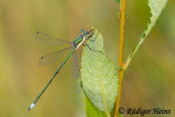 Lestes virens (Kleine Binsenjungfer) Männchen, 16.8.2024