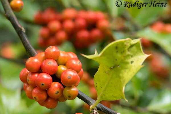 Ilex aquifolium (Europäische Stechpalme), 15.9.2018