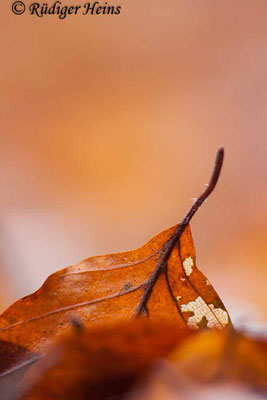 Fagus sylvatica (Rotbuche), 11.12.2016