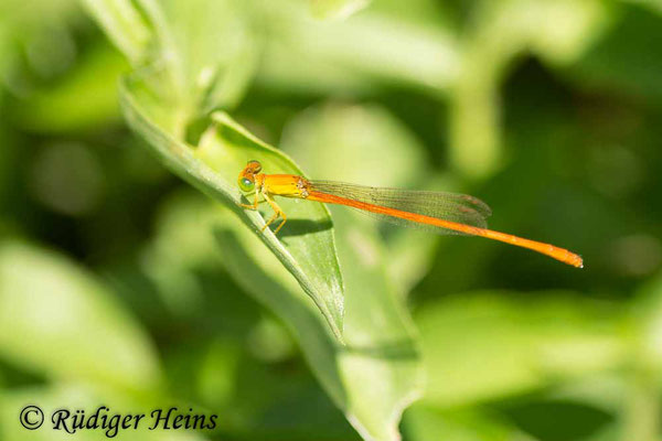 Ceriagrion glabrum (engl.  Common citril) Männchen, 29.1.2019