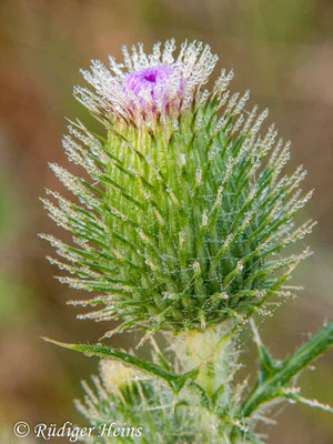 Cirsium vulgare (Gewöhnliche Kratzdistel), 29.7.2010
