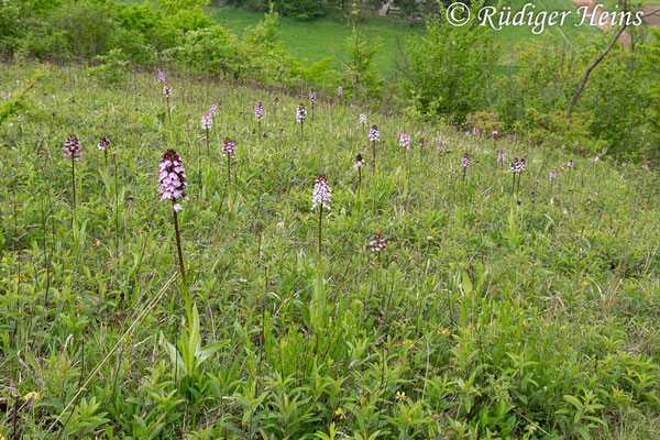 Orchis purpurea (Purpur-Knabenkraut) Habitat, 1.5.2014