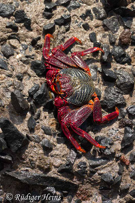Grapsus adscensionis (Rote Felsenkrabbe), 6.10.2021