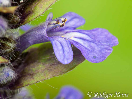 Ajuga reptans (Kriechender Günsel), 24.5.2010