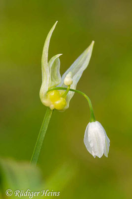 Allium paradoxum (Wunder-Lauch), 8.4.2019