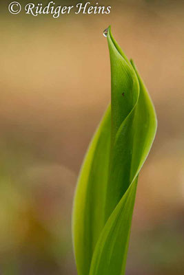 Convallaria majalis (Maiglöckchen) Blatt, 13.4.2017