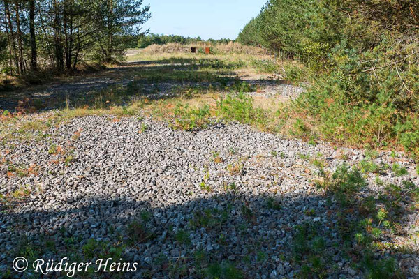 Decticus verrucivorus (Warzenbeißer) Habitat, 2.9.2018