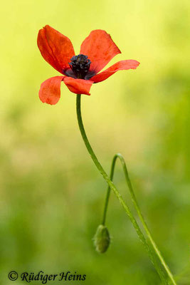 Papaver argemone (Sand-Mohn), 9.6.2017