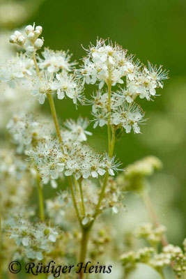 Filipendula ulmaria (Echtes Mädesüß), 16.7.2018