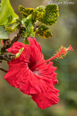 Hibiscus rosa-sinensis (Chinesischer Roseneibisch), 9.10.2021