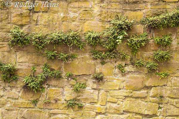 Asplenium trichomanes (Braunstieliger Streifenfarn), 1.5.2022