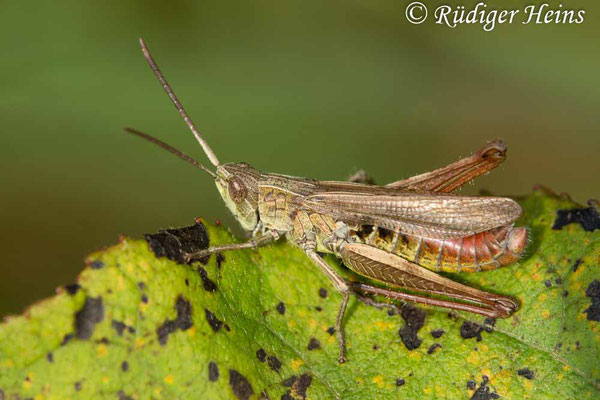 Chorthippus dorsatus (Wiesengrashüpfer) Männchen, 30.8.2017