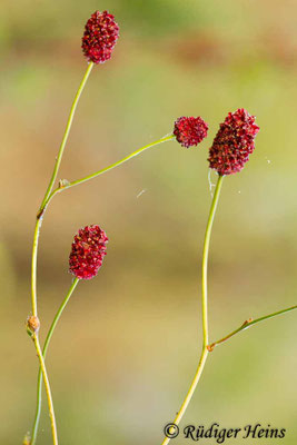 Sanguisorba officinalis (Großer Wiesenknopf)