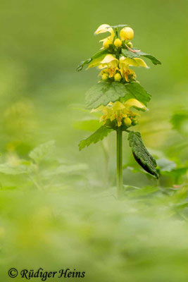 Lamium galeobdolon (Gewöhnliche Goldnessel), 6.5.2017