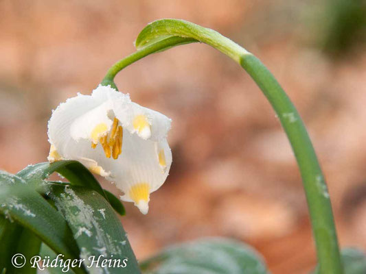 Leucojum vernum (Frühlingsknotenblume oder Märzenbecher)