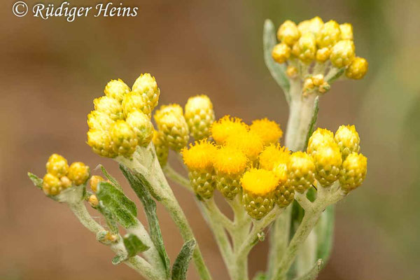 Helichrysum arenarium (Sand-Strohblume)