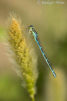 Coenagrion scitulum (Gabel-Azurjungfer) Weibchen, 21.5.2024