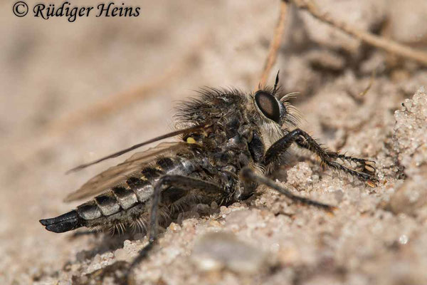 Dysmachus trigonus (Säbel-Raubfliege) Weibchen, 22.6.2021