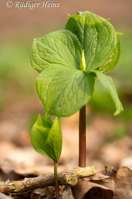 Paris quadrifolia (Vierblättrige Einbeere), 1.4.2017