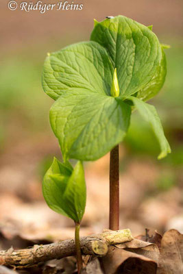 Paris quadrifolia (Vierblättrige Einbeere)