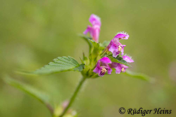 Galeopsis tetrahit (Gemeiner Hohlzahn), 1.8.2025