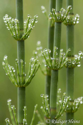 Equisetum fluviatile (Teich-Schachtelhalm), 6.6.2021