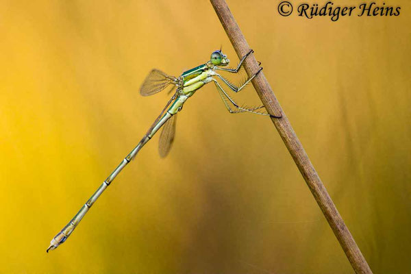 Lestes barbarus (Südliche Binsenjungfer) Männchen, 29.7.2024