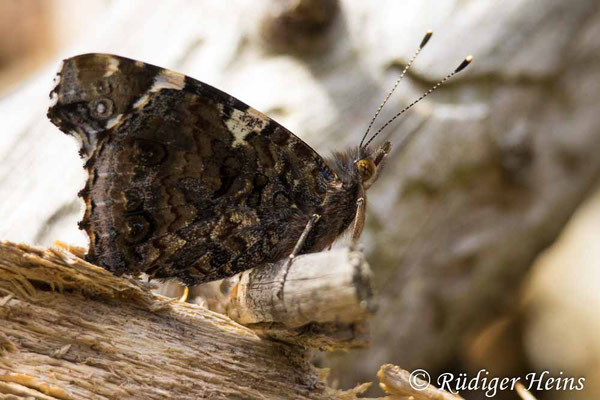 Vanessa atalanta (Admiral), 30.9.2024