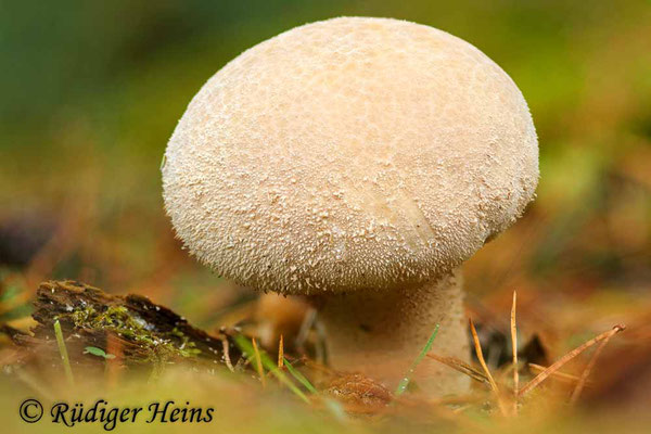 Lycoperdon excipuliforme (Beutel-Stäubling), 27.9.2017 (Stack aus 8 Aufnahmen)