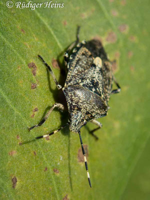 Rhaphigaster nebulosa (Graue Gartenwanze)