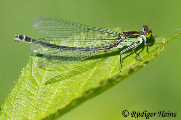 Erythromma najas (Großes Granatauge) Weibchen, 15.6.2014