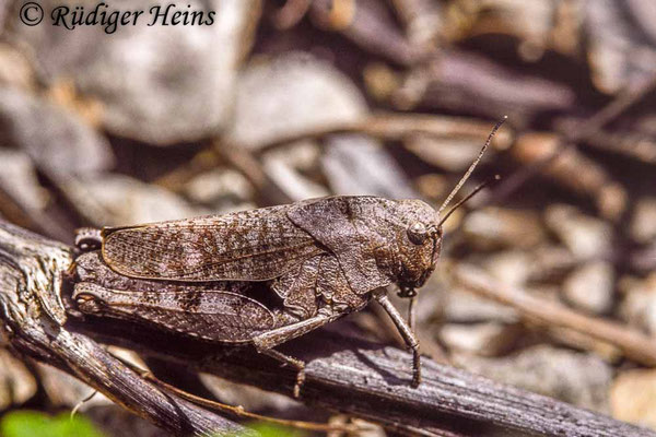 Psophus stridulus (Rotflüglige Schnarrschrecke) Weibchen