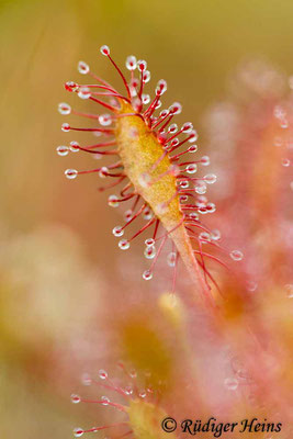 Drosera intermedia (Mittlerer Sonnentau), 16.8.2016