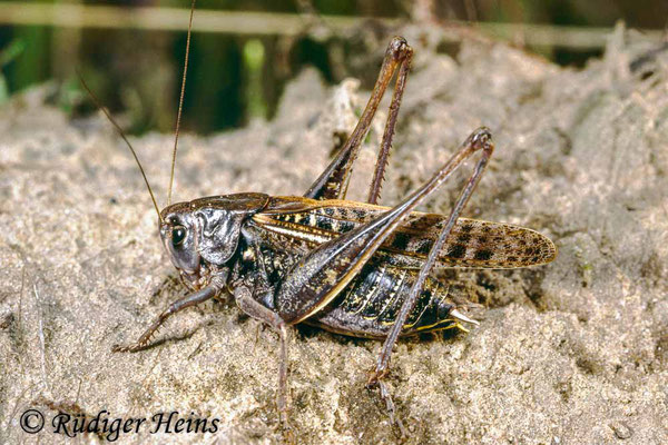 Decticus verrucivorus (Warzenbeißer) Männchen, 29.7.1988 (Scan vom Dia)