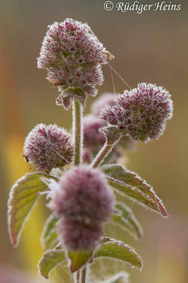 Mentha aquatica (Wasserminze), 8.9.2022