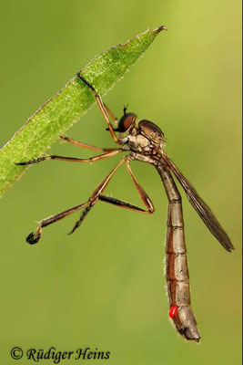 Leptogaster cylindrica Weibchen (Gemeine Schlankfliege), 27.6.2020 (Standbild aus 4K-Video)