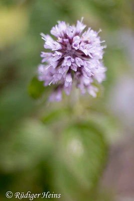 Mentha aquatica (Wasserminze), 5.8.2023