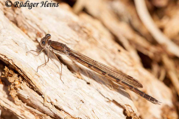 Sympecma fusca (Gemeine Winterlibelle) Weibchen beim morgendlichen Sonnenbad in Gewässernähe, 10.4.2020