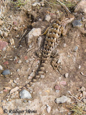 Sceloporus grammicus (Mesquite-Eidechse), 10.6.2018