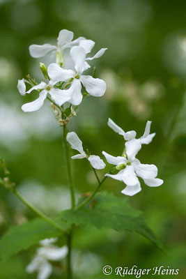 Lunaria annua (Einjähriges Silberblatt), 11.5.2020