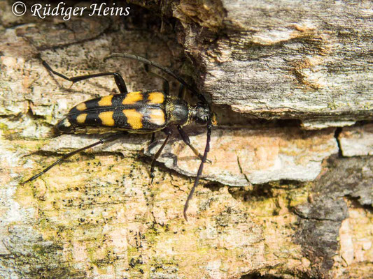 Leptura quadrifasciata (Vierbindiger Schmalbock), 4.7.2021