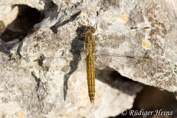 Orthetrum brunneum (Südlicher Blaupfeil) Weibchen, 22.9.2019