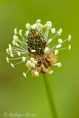Plantago lanceolata (Spitzwegerich), 8.6.2014