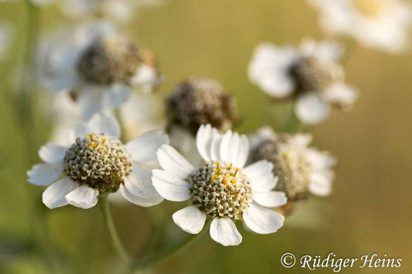 Achillea ptarmica (Sumpf-Schafgarbe)