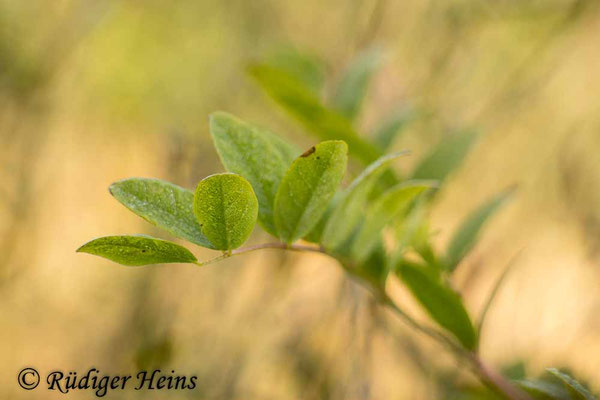 Astragalus glycyphyllos (Bärenschote)