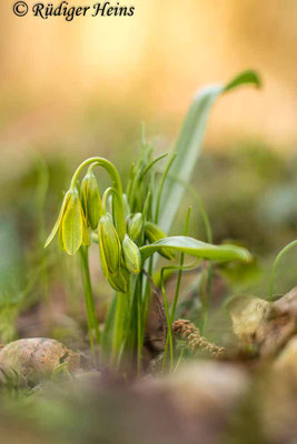 Gagea lutea (Wald-Gelbstern), 13.4.2024