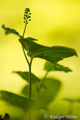 Maianthemum bifolium (Zweiblättrige Schattenblume), 12.5.2019