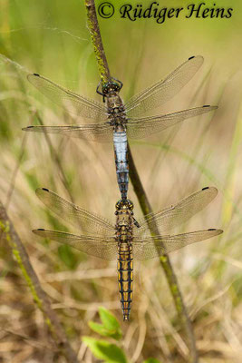 Orthetrum cancellatum (Großer Blaupfeil) Paarung